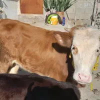 گوساله سیمینتال اصل