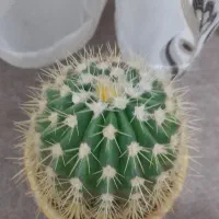 همگی باهم ۴۵۰۰۰۰