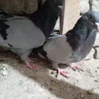 کبوتر اصفهانی