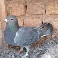 کبوتر