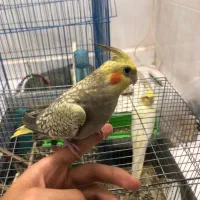 عروس هلندی