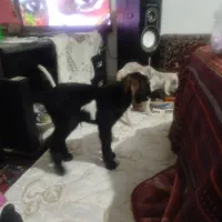 سه عدد  بزغاله شیری بسیار ناز