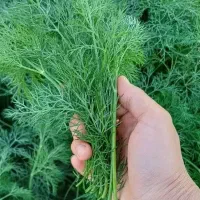 شوید تازه|خوردنی و آشامیدنی|اصفهان, ارداجی|دیوار
