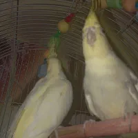 جفت عروس هلندی