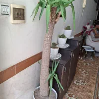 گل یوگا|گل و گیاه طبیعی|تهران, خاوران|دیوار