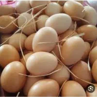 تخم مرغ محلی