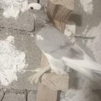 کبوتر|پرنده|لامرد, |دیوار