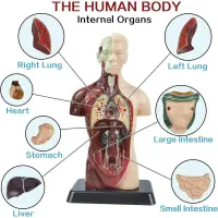مولاژ نیم تنه بدن انسان مناسب اموزشی مدارس مهدکودک|اسباببازی|تهران, خلازیر|دیوار