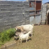 حیوانات مزرعه