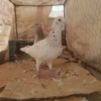 کفتر هفترنگ