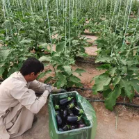 دو نفر کارگر اشنا به امور گلخانه بادمجان