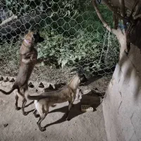 مالینویز فروشی