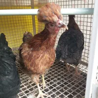 فروش مرغ وخروس جوان