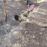 خروس محلی|حیوانات مزرعه|نیشابور, فخریه|دیوار