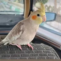 جوجه عروس هلندی گمشده