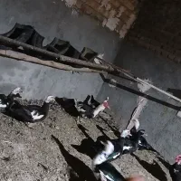 اردک اسرائیلی|حیوانات مزرعه|قم, نخودی|دیوار