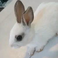 بچه خرگوش کوچولو|موش و خرگوش|نظرآباد, احمد آباد|دیوار