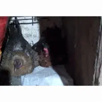 مرغ‌کرک
