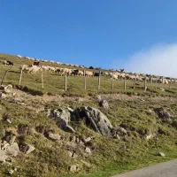 مزرعه اختصاصی ، علی آباد ، ۲۴ هکتار