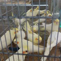 فروش عروس هلندی.برزیلی از سالن پرورش بازدید صحنه|پرنده|صحنه, |دیوار