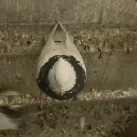 نر طوقی سرور|پرنده|قم, بکایی|دیوار