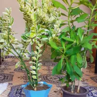 گلهای طبیعی|گل و گیاه طبیعی|خوی, |دیوار