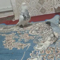 کبوتر|پرنده|کرمانشاه, |دیوار