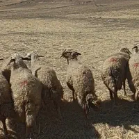 میش داشتی|حیوانات مزرعه|زرنه, |دیوار