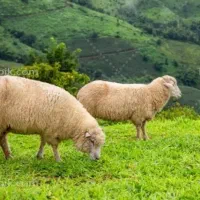 قصاب سیار ماهر