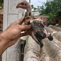جوجه لاری