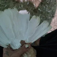 سرور کاکل و اشعل زرد