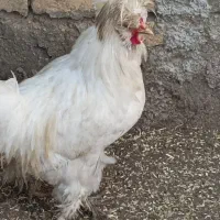 خروس پاپر تزیینی سفید