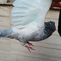 کبوتر سینه سبز ماده|پرنده|شیراز, شریفآباد|دیوار