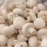 پخش قارچ|خوردنی و آشامیدنی|تبریز, |دیوار