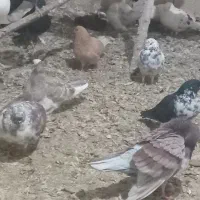 کبوتر پرشی|پرنده|نهاوند, |دیوار