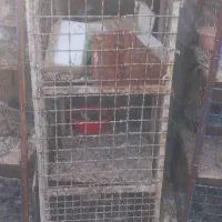 جفتکن کفتر کبوتر