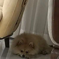 پامر اصل نر چهارماهه واکسن زده تربیت شده