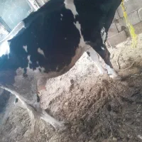 گاو شیری باگوساله|حیوانات مزرعه|یاسوج, |دیوار