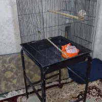 قفس عروس هلند