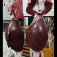 دنبه بره یک تیکه ۱۰ کیلو|خوردنی و آشامیدنی|شیروان (خراسان), |دیوار