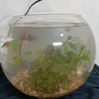 اکواریوم و ماهی