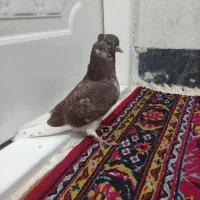 کفتر پرشی|پرنده|گوآور, |دیوار