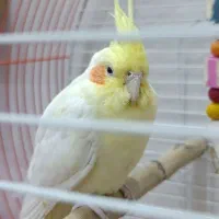 عروس هلندی|پرنده|شاهین‌شهر, گزبرخوار|دیوار