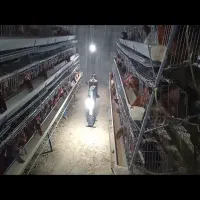 تعداد500سر قفس مرغ محلی تخمگذار منبران