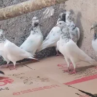 کبوتر ده عدد