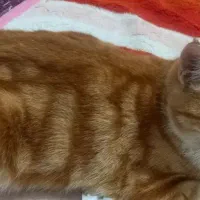 واگذاری گربع