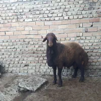 بره قوچ 15ماهه|حیوانات مزرعه|بندر گز, |دیوار