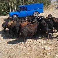 فروش گوسفند ۲۰ارس قره قزل