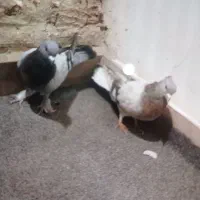 کبوتر