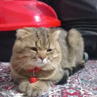 گربه|گربه|رفسنجان, |دیوار